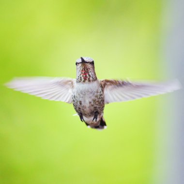 Güzel bir uğultu kuş