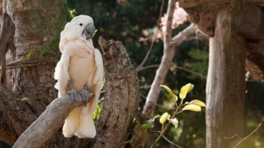 ağaç üzerinde papağan