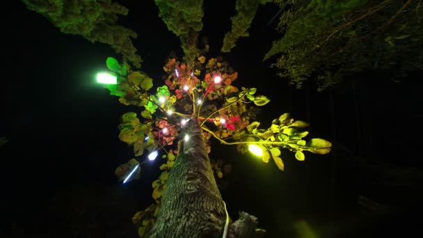 Passeggiata sull'albero timelapse a Pai Town — Video Stock
