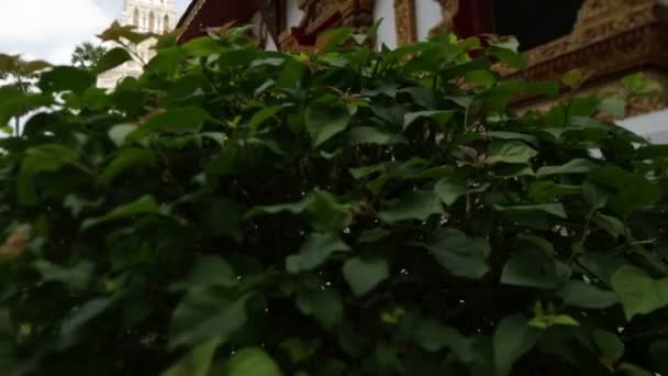 Kamera geht durch buddhistisches Gebüsch — Stockvideo
