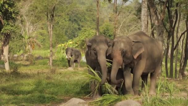 Elefant i naturen — Stockvideo