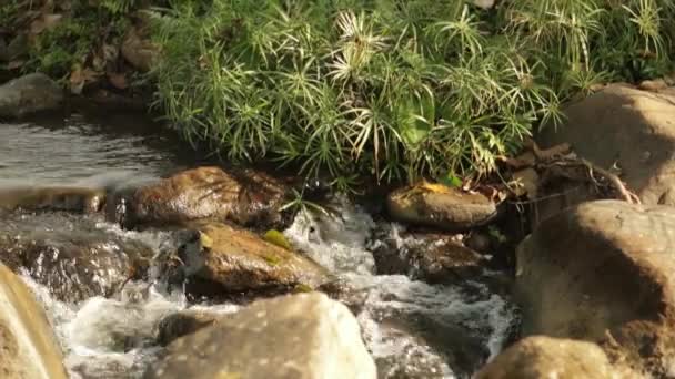 River Flows on the rocks — Stock Video