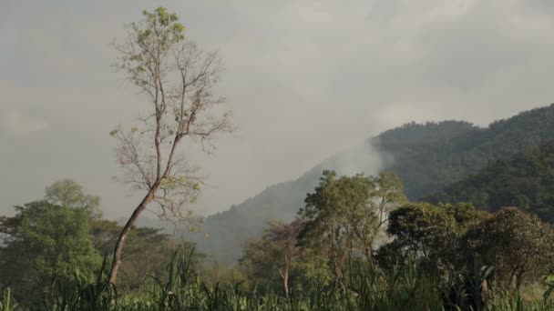 Humo en las selvas — Vídeo de stock