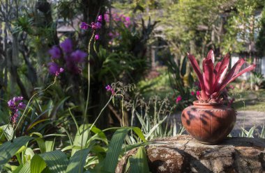 Çiçekler ve ağaçlar ile Tay Bahçe