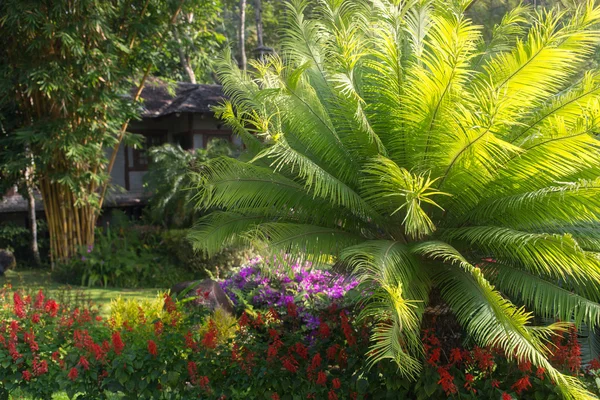 Ταϊλάνδης κήπος με φυτά και δέντρα — Φωτογραφία Αρχείου
