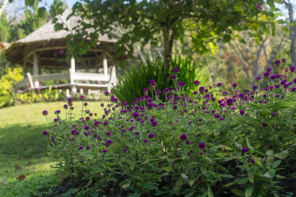 Ταϊλάνδης Κήπος με φυτά και δέντρα, περίπτερο — Φωτογραφία Αρχείου