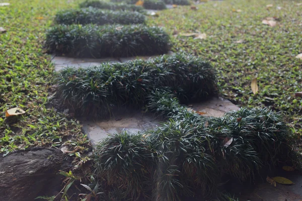 Tay bahçe bitkiler ve ağaçlar, adımları ile