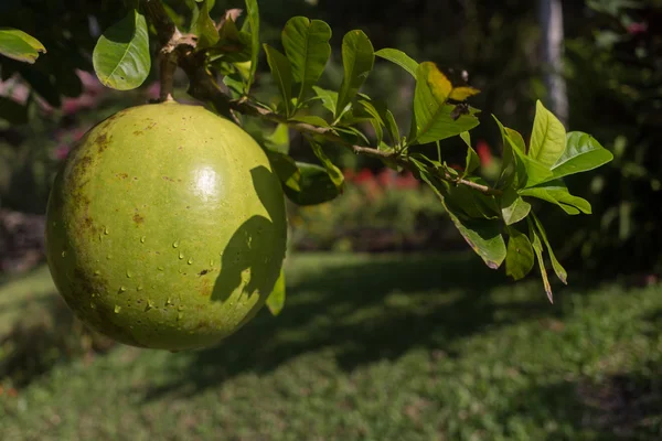 Tay bahçe bitkiler ve ağaçlar, Asya meyve ile