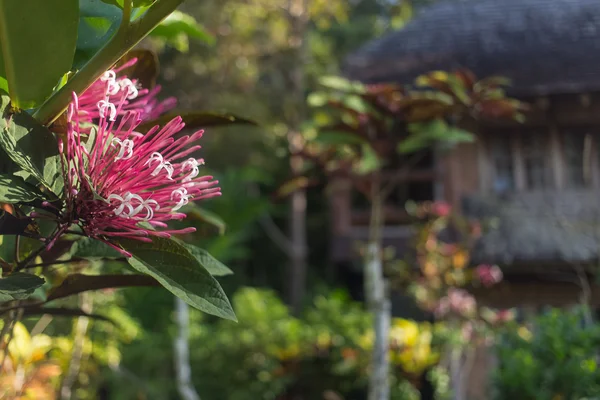 Ταϊλάνδης Κήπος με λουλούδια και δέντρα — Φωτογραφία Αρχείου