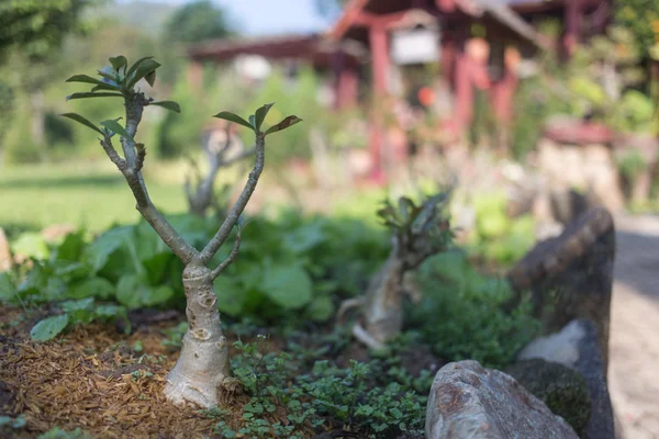 Tay Bahçe bansai ve ağaçları ile