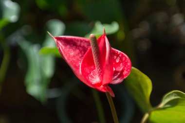 Çiçekler ve ağaçlar ile Tay Bahçe