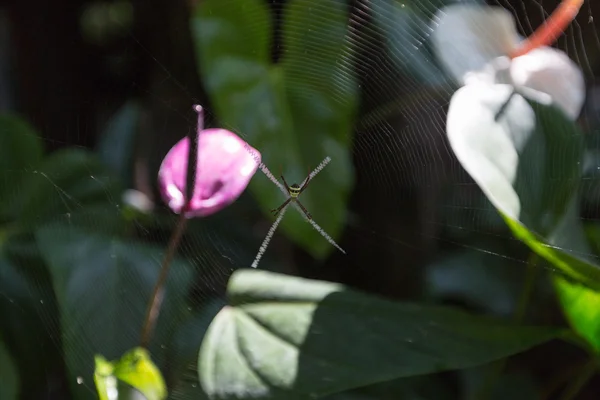 Çiçekler ve ağaçlar ile Tay Bahçe