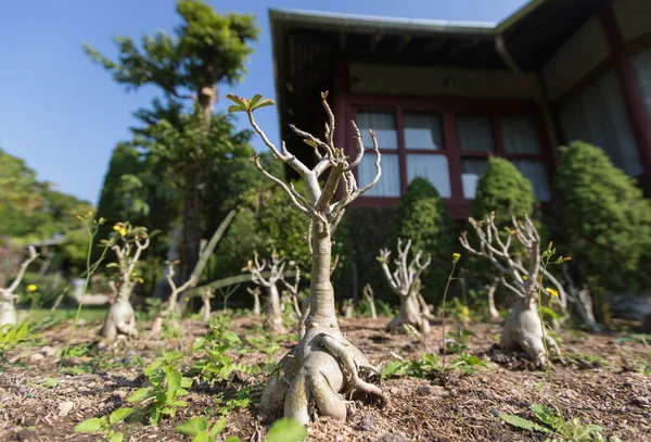 Tay Bahçe bansai ve ağaçları ile