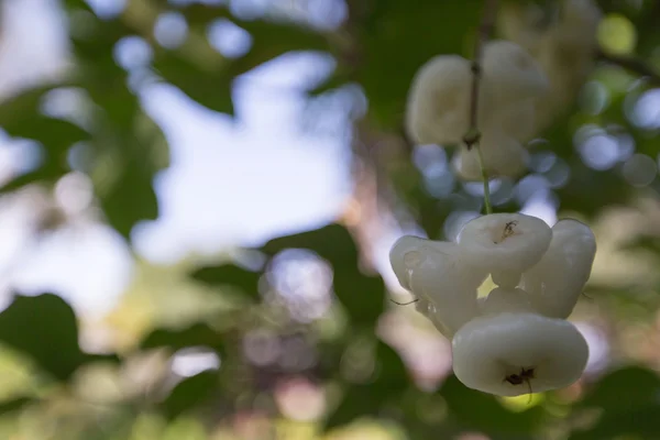Tay bahçe bitkiler ve ağaçlar