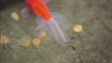 Turuncu küçük balık havuzu