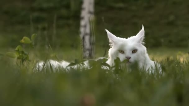 Blanco maine coon gato hembra asientos en hierba — Vídeo de stock