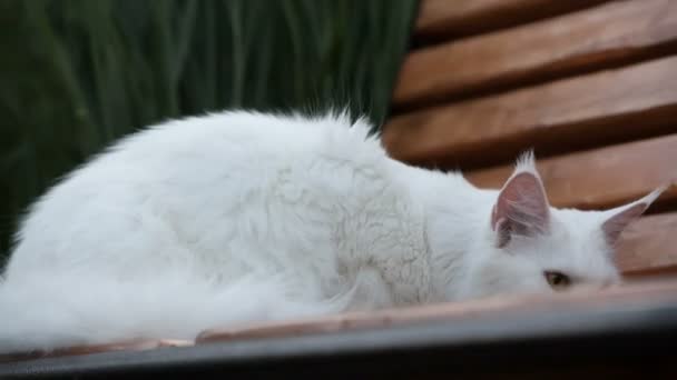 Branco maine casulo gato fêmea assentos — Vídeo de Stock