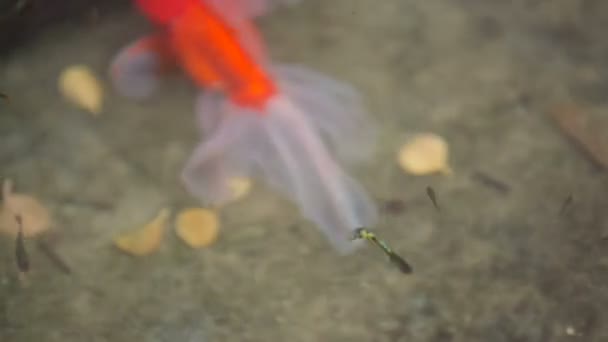 Orange small fish in the pool — Stock Video