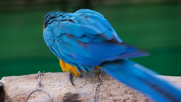 Цветные сиденья попугая на ветке — стоковое видео