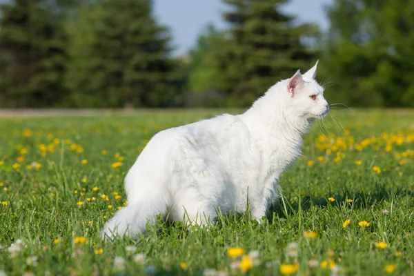 Blanco maine coon gato asientos en hierba — Foto de Stock