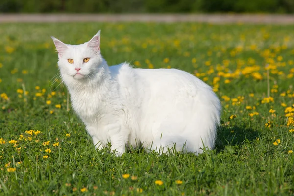 Blanco maine coon gato asientos en hierba — Foto de Stock