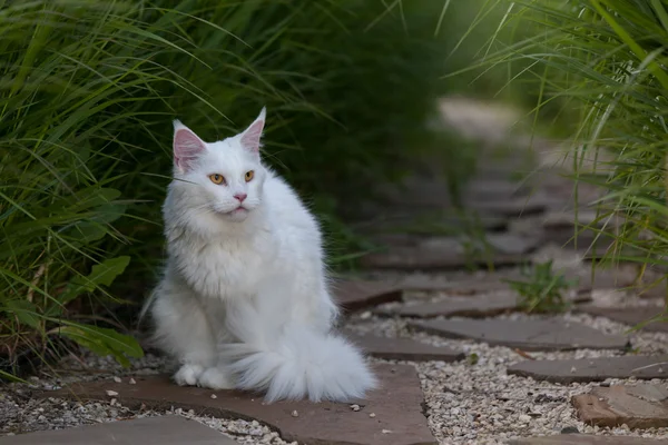 Blanco maine coon gato asientos en el suelo — Foto de Stock