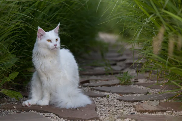 White maine coon cat seats on the ground — Stock Photo, Image