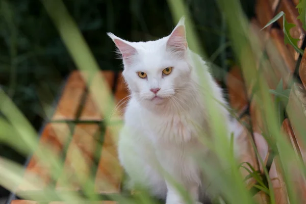 坐在板凳上的白色缅因浣熊猫席位 — 图库照片