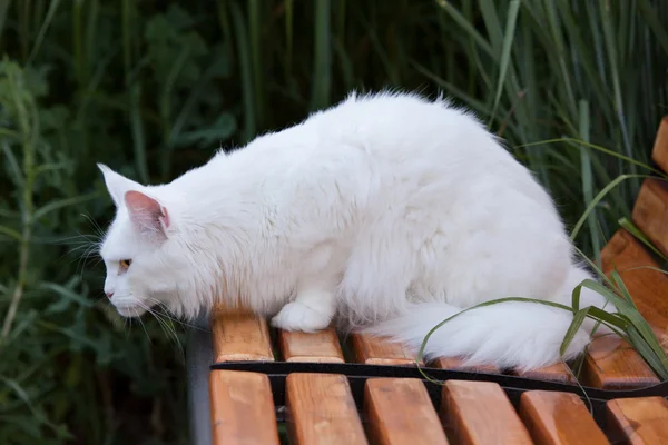 Vit Maine Coon katt platser på bänken — Stockfoto