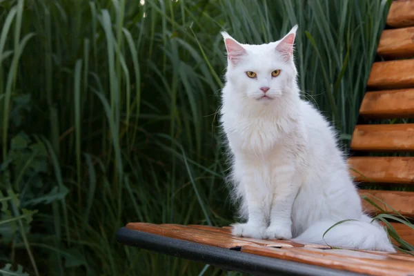 ベンチに白メインあらいくま猫席 — ストック写真