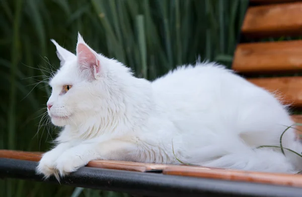 Blanco Maine Coon Cat asientos en el banco — Foto de Stock