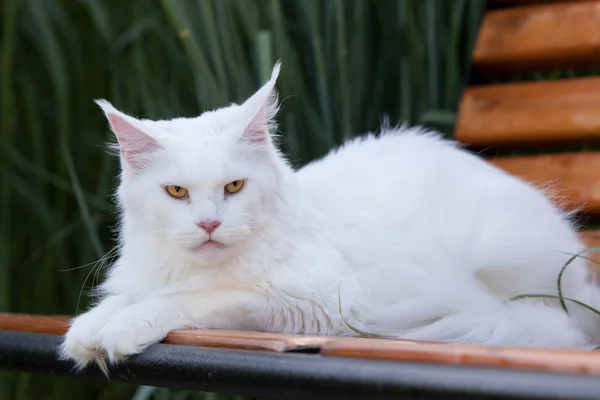 ベンチに白メインあらいくま猫席 — ストック写真