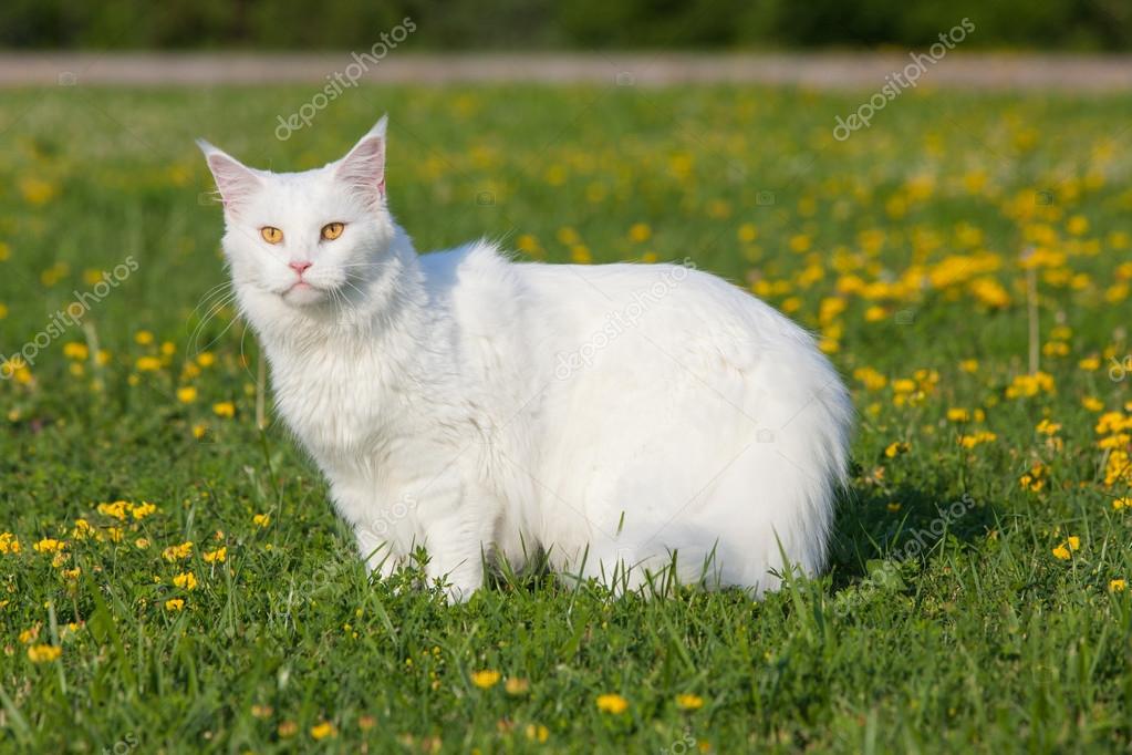 Biały Maine Coon Kot Miejsc Na Trawie Zdjęcie Stockowe Amvrosii