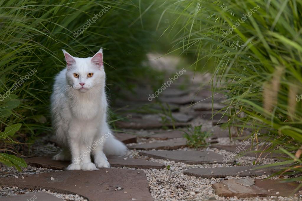 Biały Maine Coon Kot Miejsc Na Ziemi Zdjęcie Stockowe Amvrosii