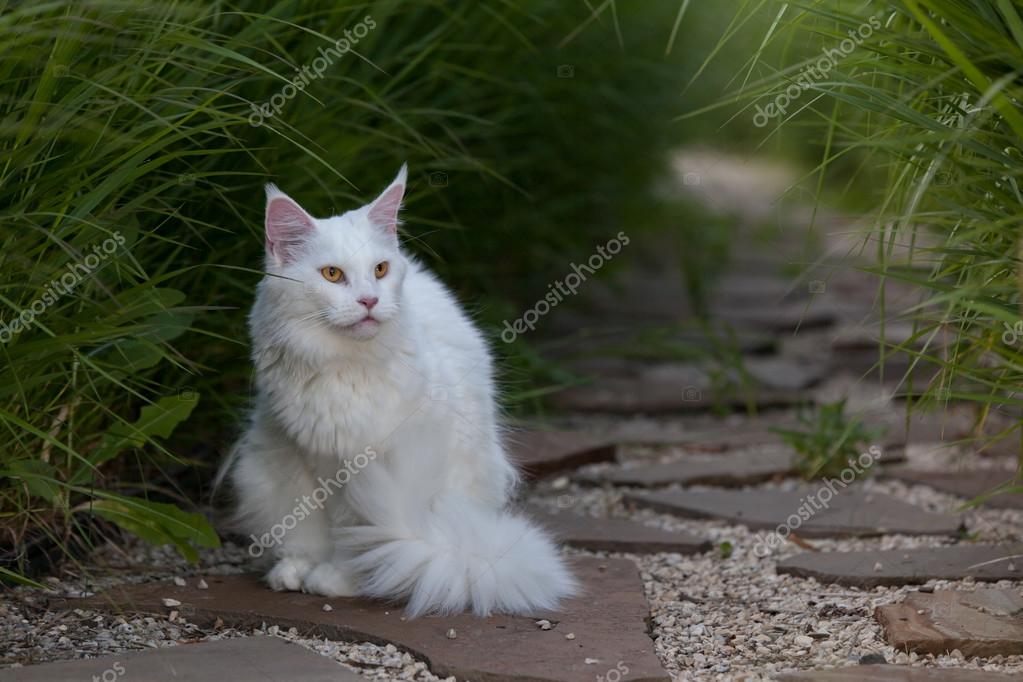 Biały Maine Coon Kot Miejsc Na Ziemi Zdjęcie Stockowe Amvrosii