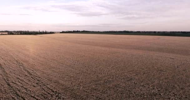 Vuelo sobre un campo de trigo — Vídeo de stock