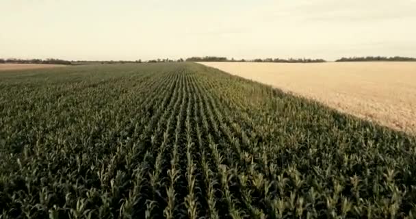 Repülés során a mező kukorica — Stock videók