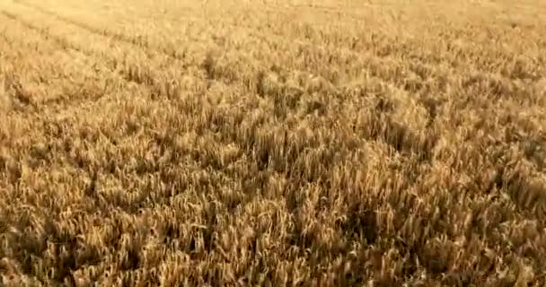 Volo su un campo di grano — Video Stock