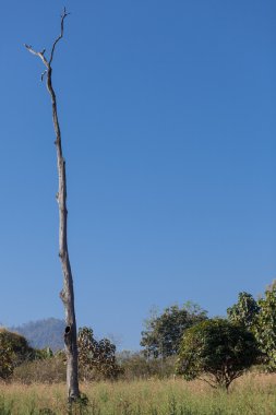 mavi gökyüzü arka plan üzerinde eski kuru ağaç