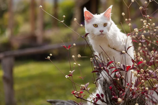 Vit maine coon katt platser på torrt trä — Stockfoto