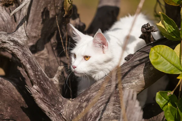 乾いた木材に白いメインあらいくま猫席 — ストック写真