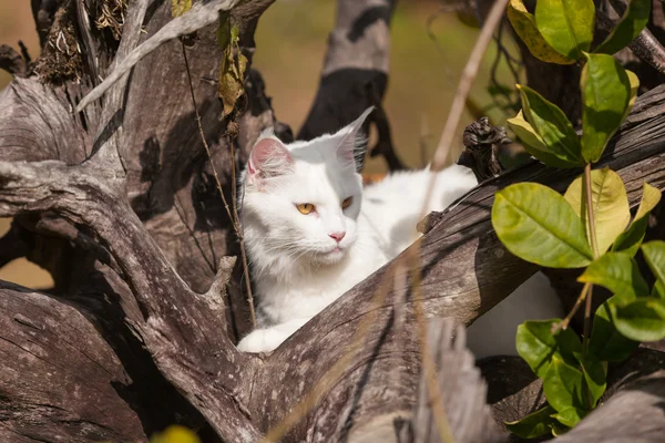 Bílé maine coon kočky křesel na suché dřevo — Stock fotografie