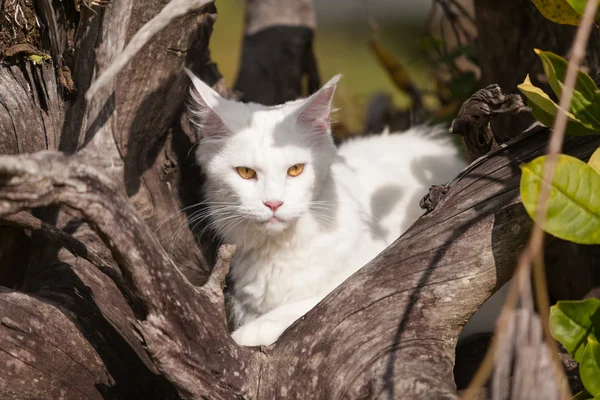 Белый мейн Енот сиденья на сухом дереве — стоковое фото