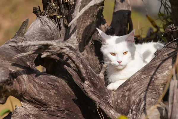 Bílé maine coon kočky křesel na suché dřevo — Stock fotografie