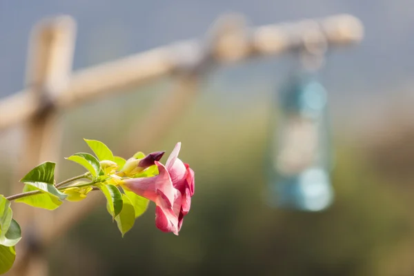 eski lamba önde çiçekli ahşap kutusunda asılı