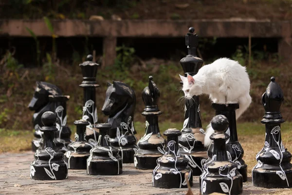 Weiße Maine-Coon-Katze sitzt auf dem großen Schach lizenzfreie Stockfotos