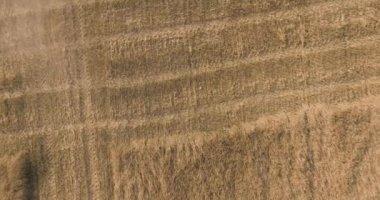 Biçerdöver buğday alanında