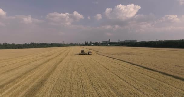 Комбайн на пшеничному полі — стокове відео