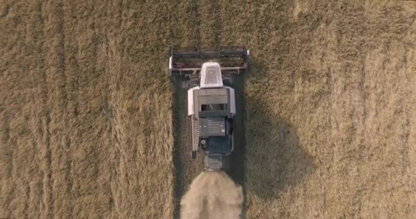 Moissonneuse sur le champ de blé — Video
