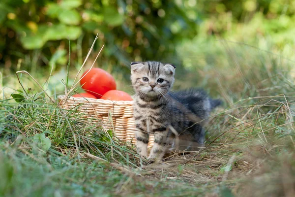 スコティッシュ ・ フォールド若い子ネコとトマト — ストック写真